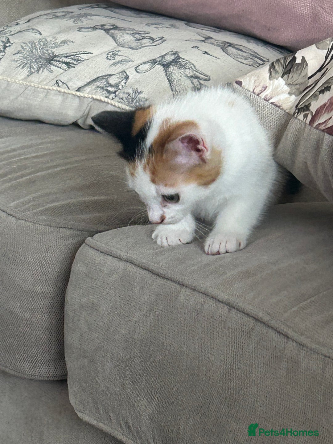 Mixed Breed cats for sale: Beautiful Tortie Female kitten  - Image 4