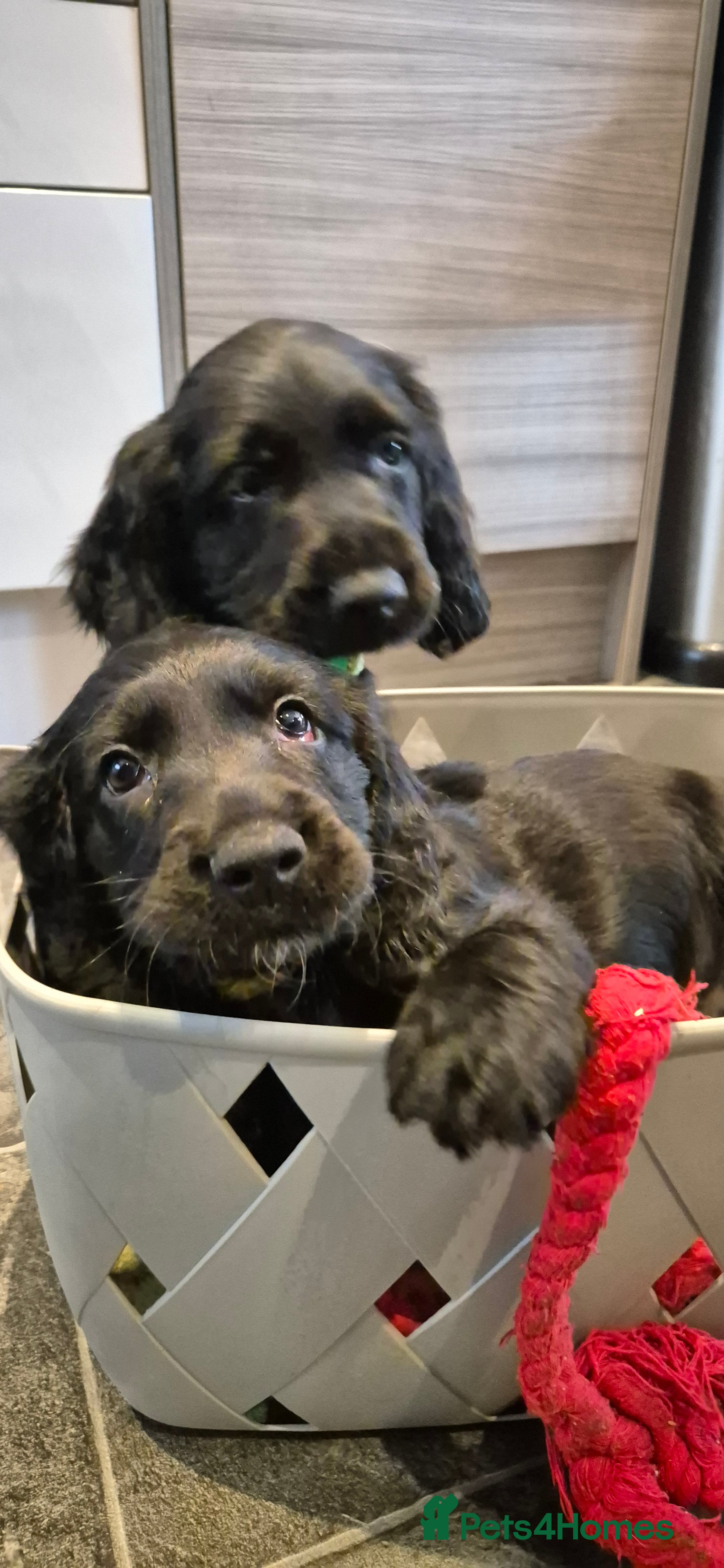 Sprocker dogs Sprocker spaniel puppies for new homes - Advert 8
