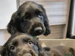 Sprocker dogs Sprocker spaniel puppies for new homes - Advert 8