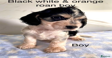 Cocker Spaniel dogs - Advert 1