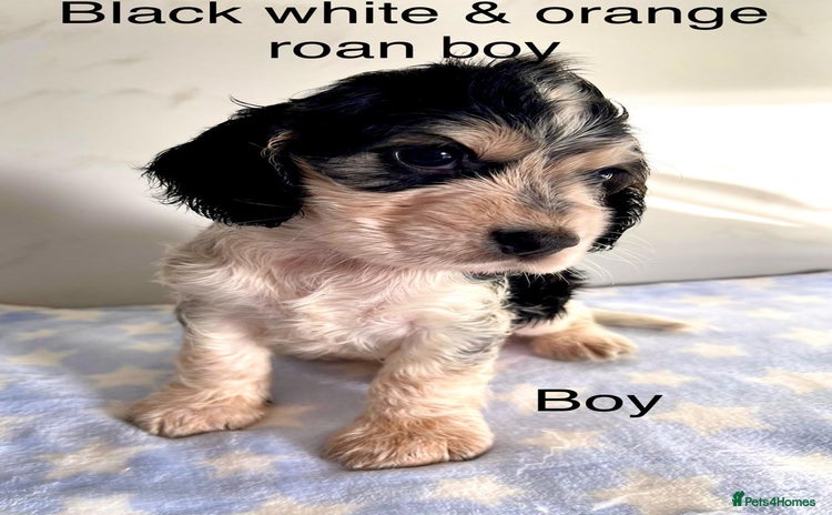 Cocker Spaniel dogs - Advert 1