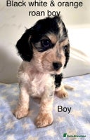 Cocker Spaniel dogs - Advert 2