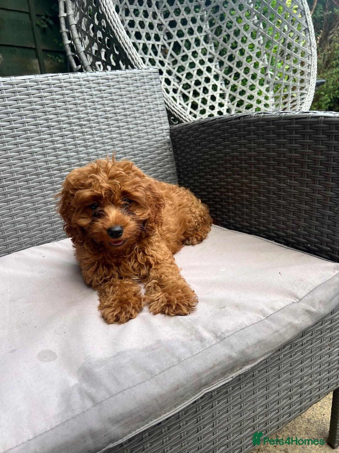 Cavapoo dogs for sale: Beautiful Cavapoo toy boy AVALIBLE! - Image 5