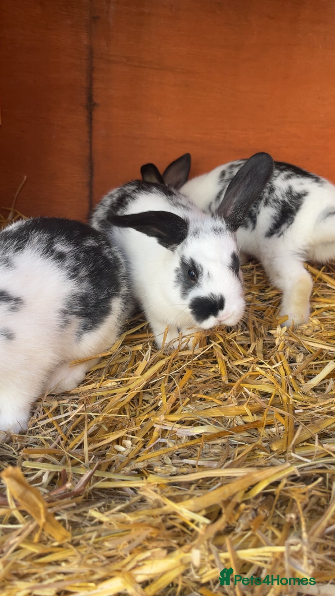 Mixed Breed rabbits for sale: 4 baby rabbits  - Image 6