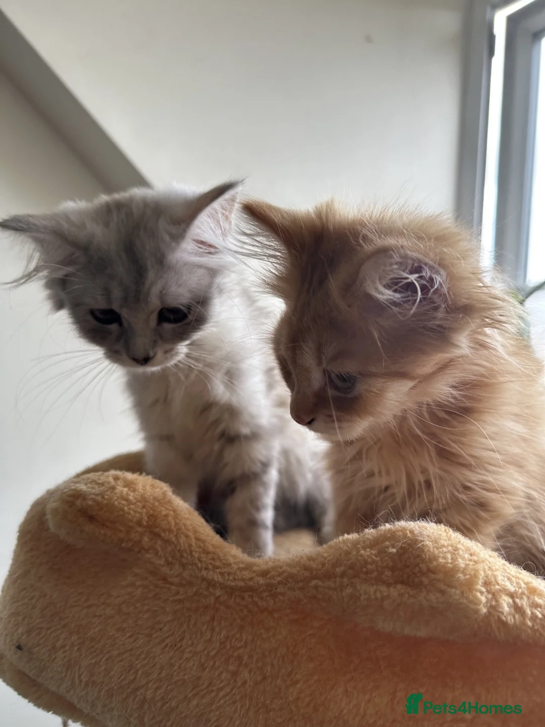 Mixed Breed cats for sale: British Shorthair x Turkish Angora Boy & Girl - Advert 9