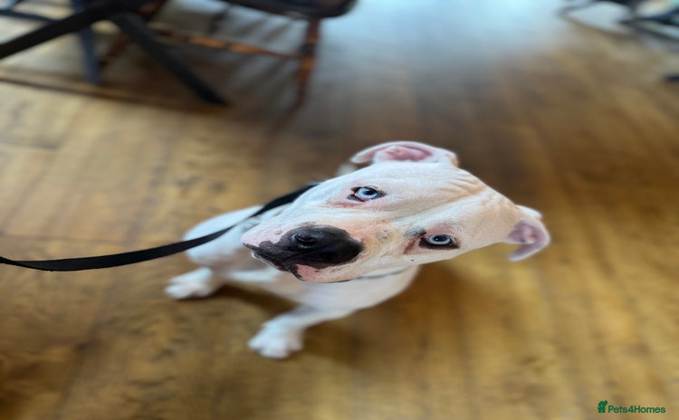 American Bulldog dogs - Advert 3