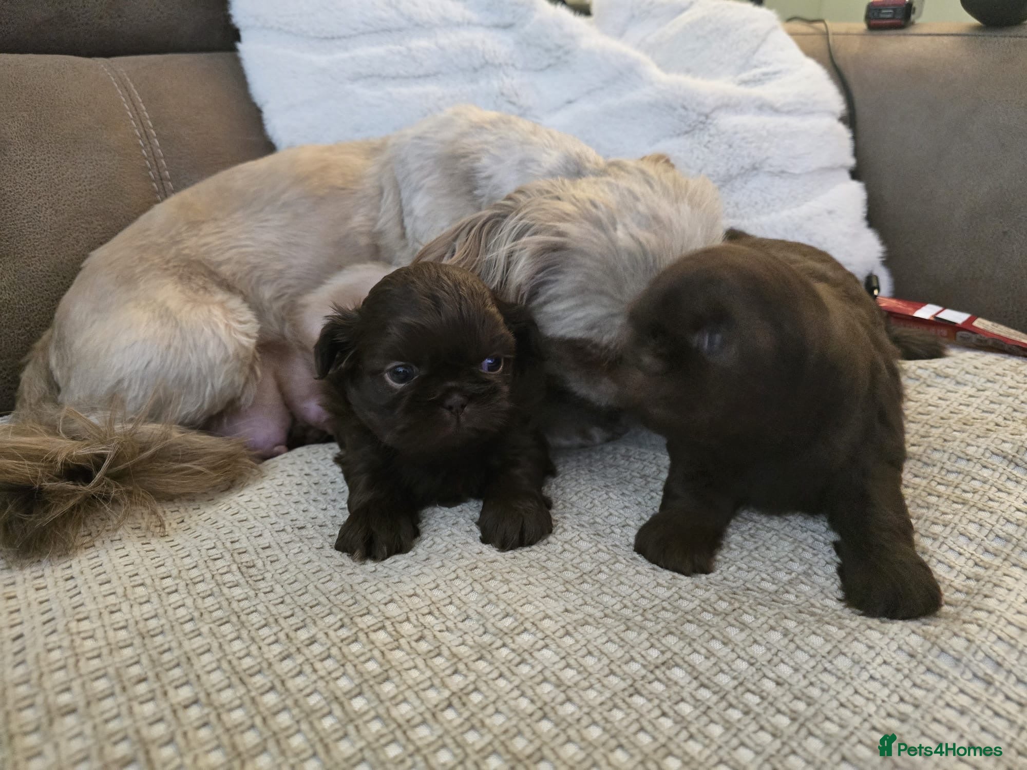 Shih Tzu dogs 3 chocolate imperial shih tzu pups - Advert 2
