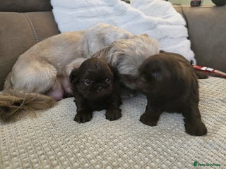 Shih Tzu dogs 3 chocolate imperial shih tzu pups - Advert 1