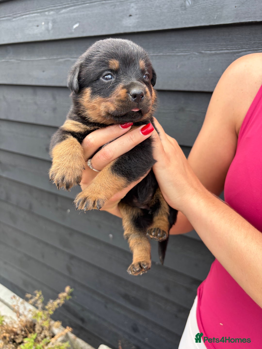 Rottweiler dogs for sale: Rottweiler puppies for sale. - Image 9