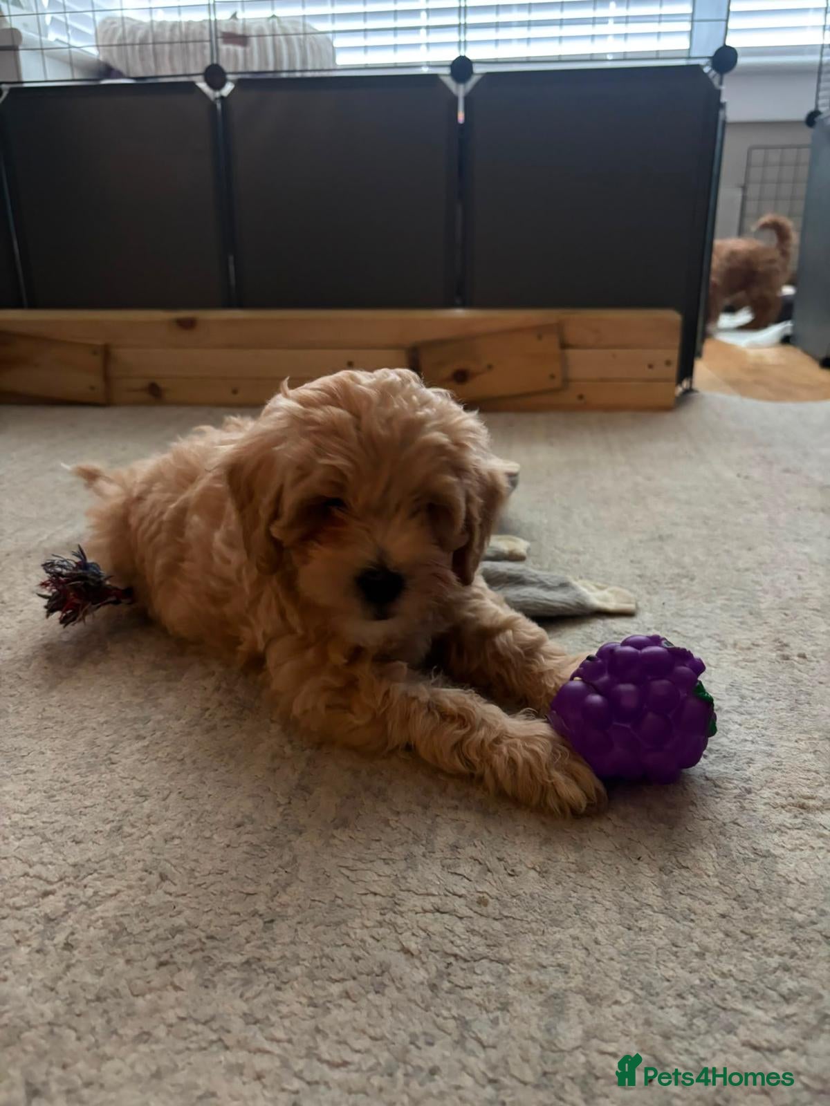 Maltipoo dogs Maltipoo Male Puppies - Advert 2