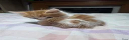 Mixed Breed cats for sale: Two Ginger boy kittens  - Advert 9