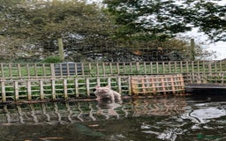 French Bulldog dogs for sale: French Bulldog puppies ready now ❤️ last 2 left - Image 11