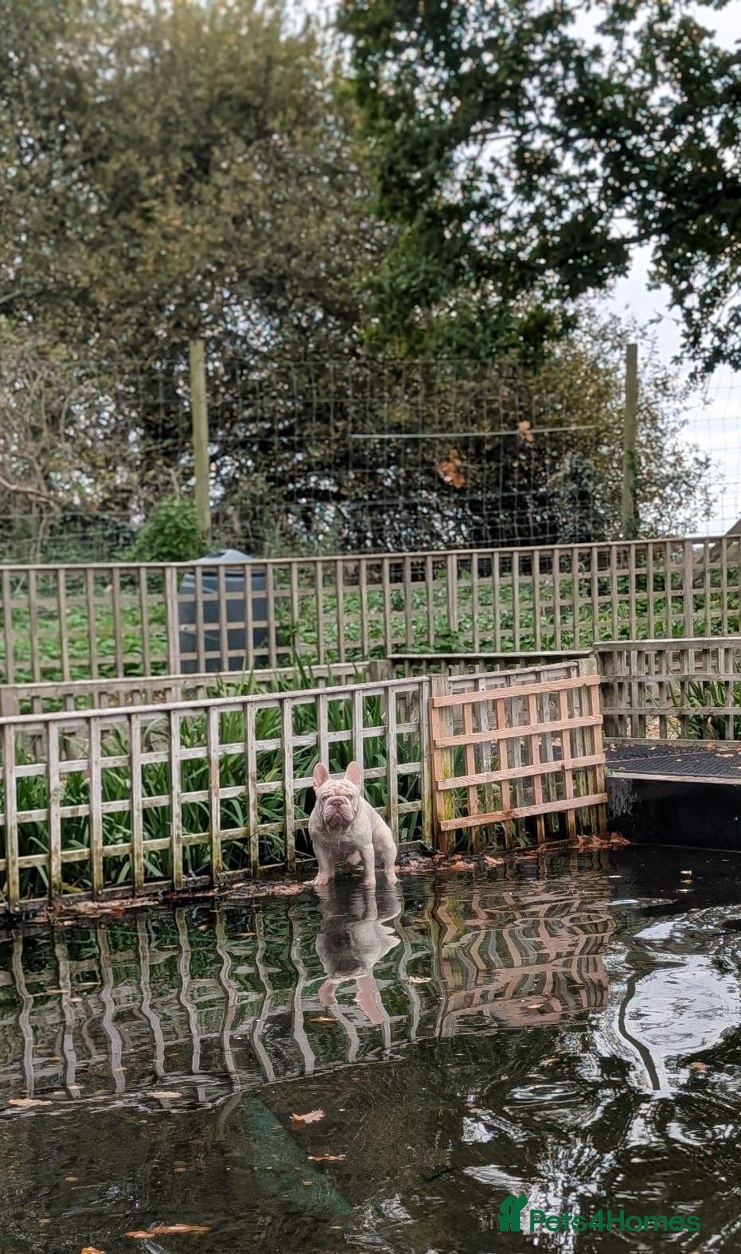 French Bulldog dogs for sale: French Bulldog puppies ready now ❤️ last 2 left - Image 11