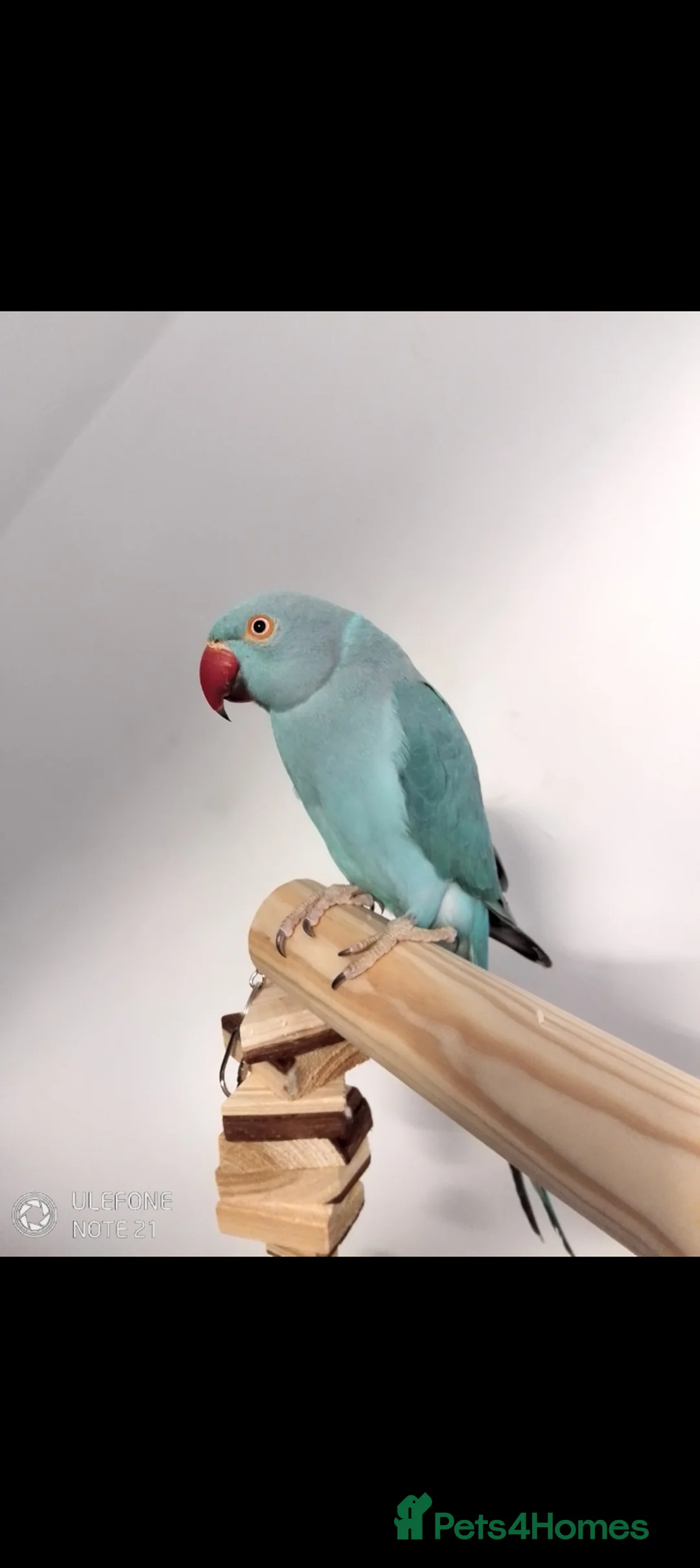 Ringnecks birds for sale: Blue Ringneck  in Bromsgrove - Advert 2