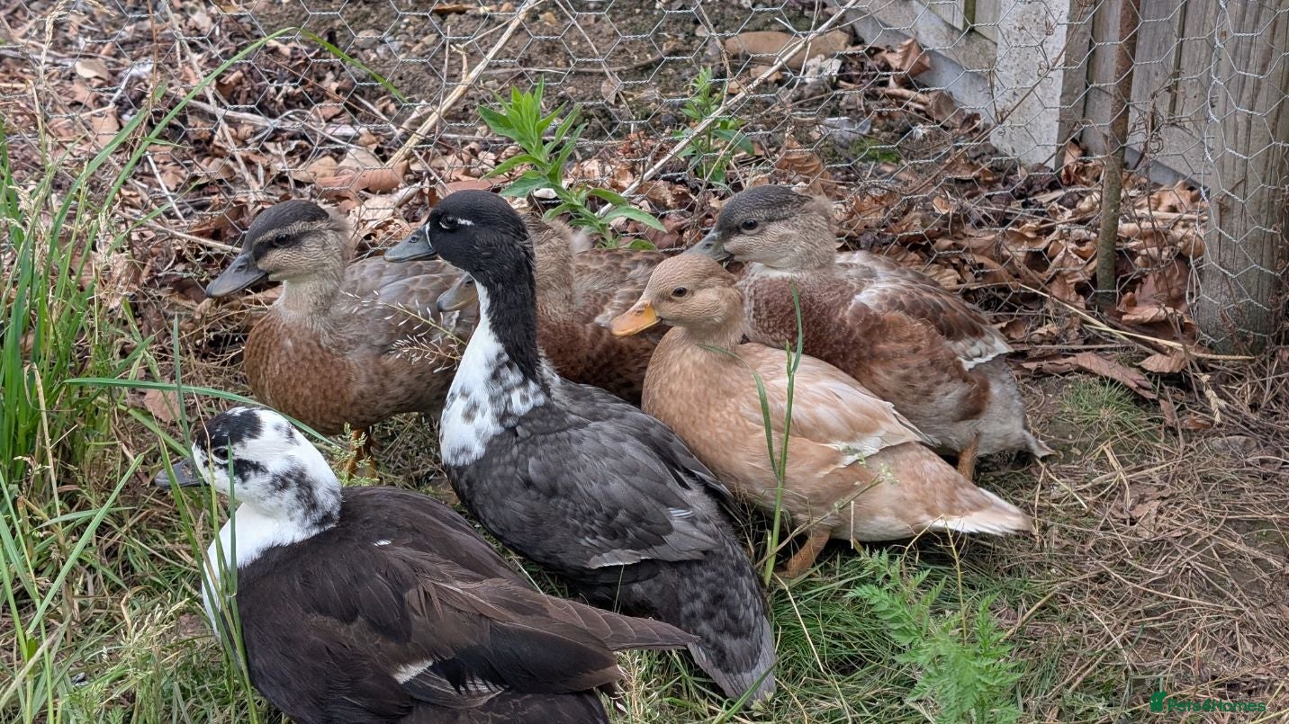 Ducks poultry Male Call Ducks For Sale - Advert 1