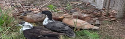 Ducks poultry for sale: Male Call Ducks For Sale - Advert 1