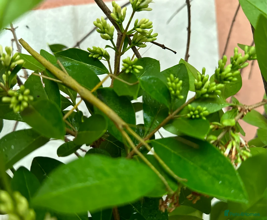 Stick Insects invertebrates for sale: Indian stick insect nymphs (babies) and/or eggs - Advert 1