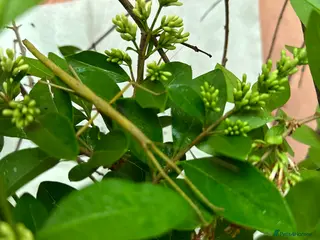 Stick Insects invertebrates Indian stick insect nymphs (babies) and/or eggs - Advert 1