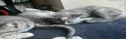 Mixed Breed cats for sale: Ragdoll x British shorthair  - Advert 22