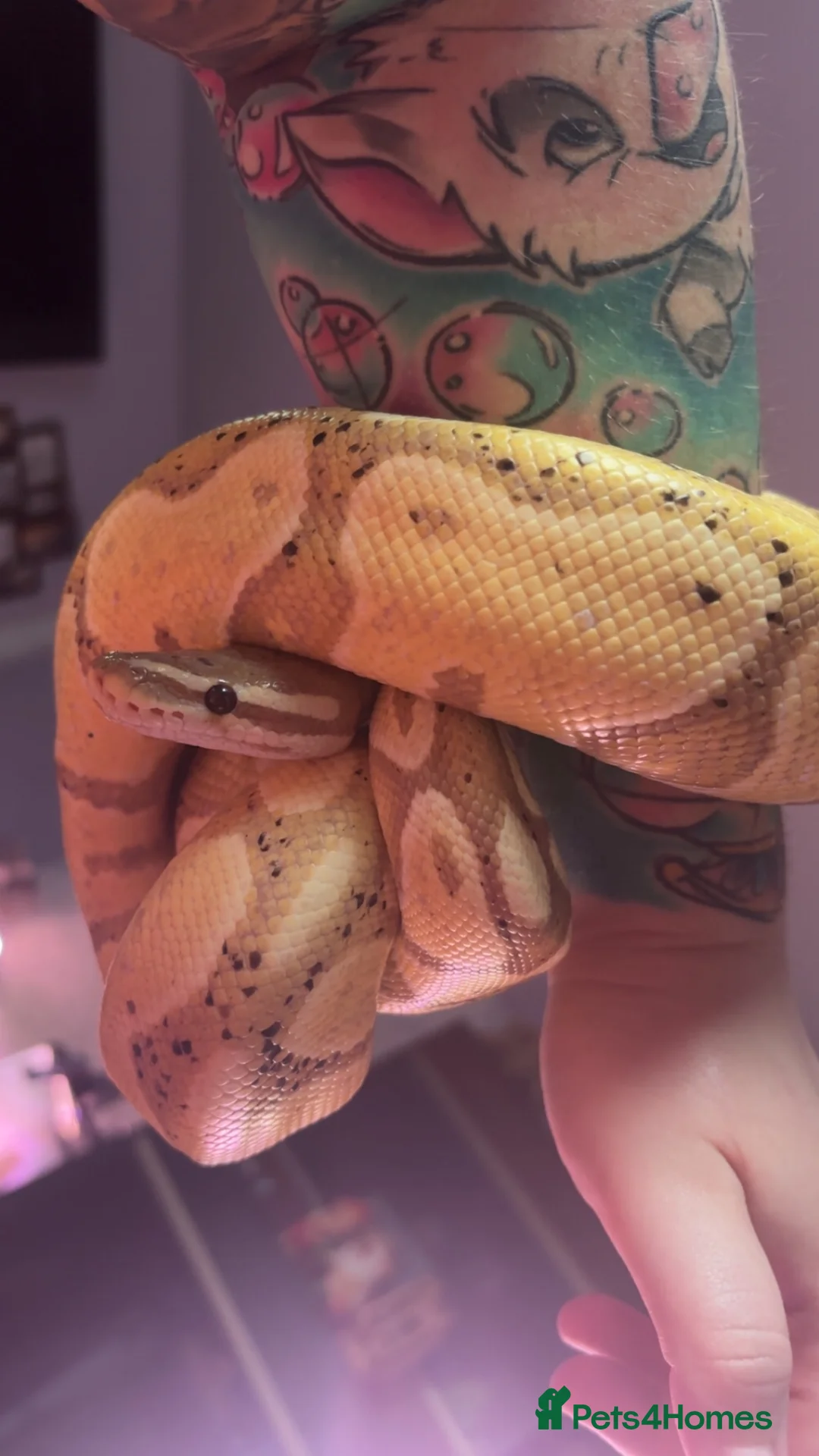 Mixed Breed reptiles for sale: Animal collection  - Advert 2