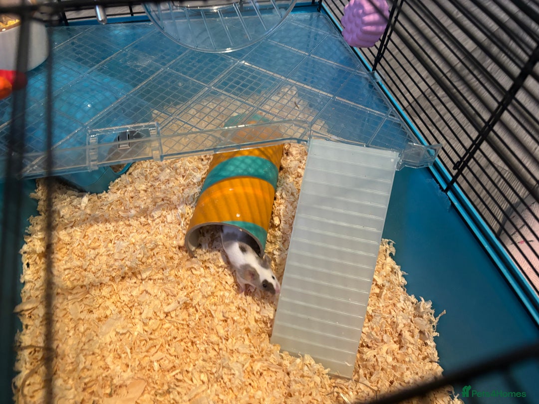 Mouse rodents for sale: Two Female Mice and Cage  - Advert 4