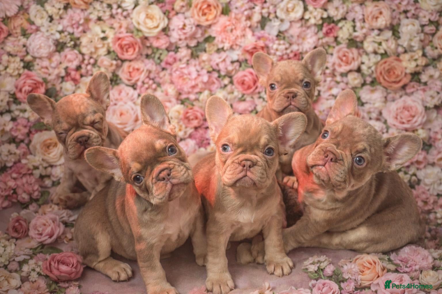 French Bulldog dogs Kc registered new shade french bulldog puppies  - Advert 4