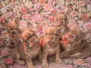 French Bulldog dogs Kc registered new shade french bulldog puppies - Advert 5