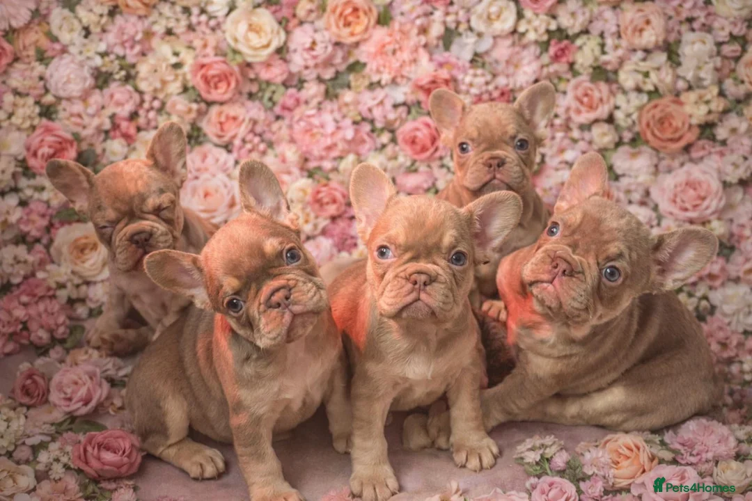 French Bulldog dogs for sale: Kc registered new shade french bulldog puppies  - Advert 2