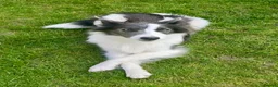 Border Collie dogs for sale: Border collie puppies  in Hayes - Advert 1