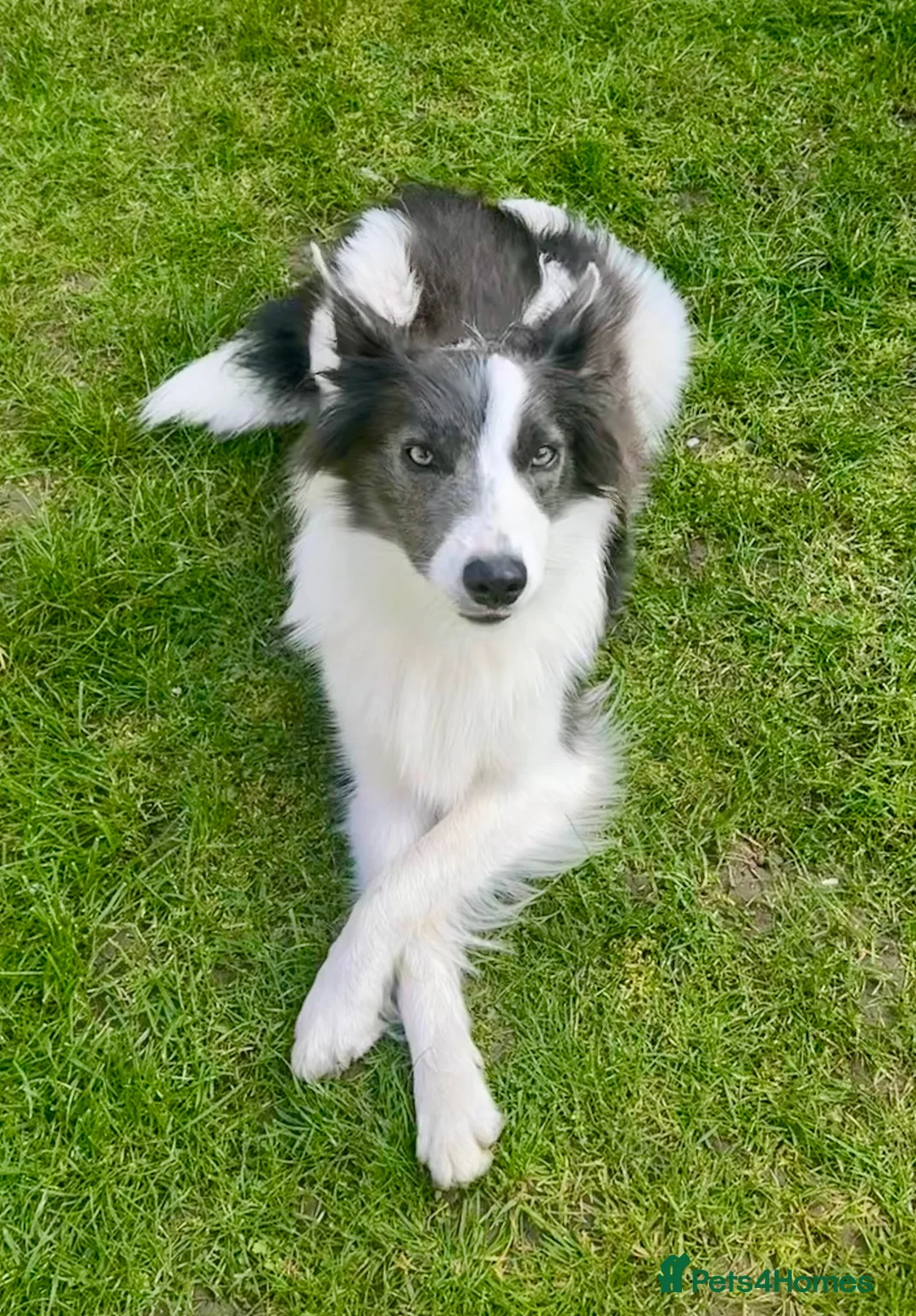 Border Collie dogs for sale: Border collie puppies  in Hayes - Advert 1