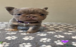 French Bulldog dogs for sale: *FLUFFY FRENCHIE’S* - Image 7