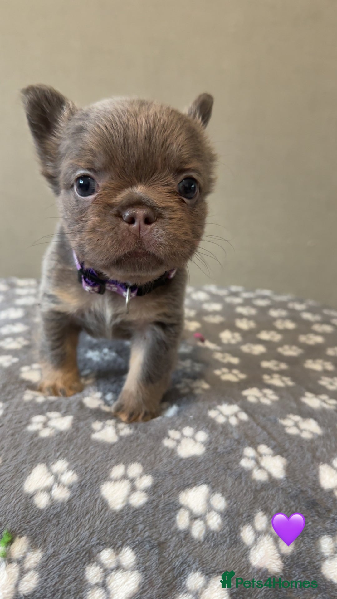 French Bulldog dogs for sale: *FLUFFY FRENCHIE’S* - Image 7