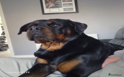 Rottweiler dogs for sale: (KC) REX & DELLAS FINAL LITTER OF QUALITY PUPS - Image 39