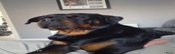 Rottweiler dogs for sale: (KC) REX & DELLAS FINAL LITTER OF QUALITY PUPS - Advert 33