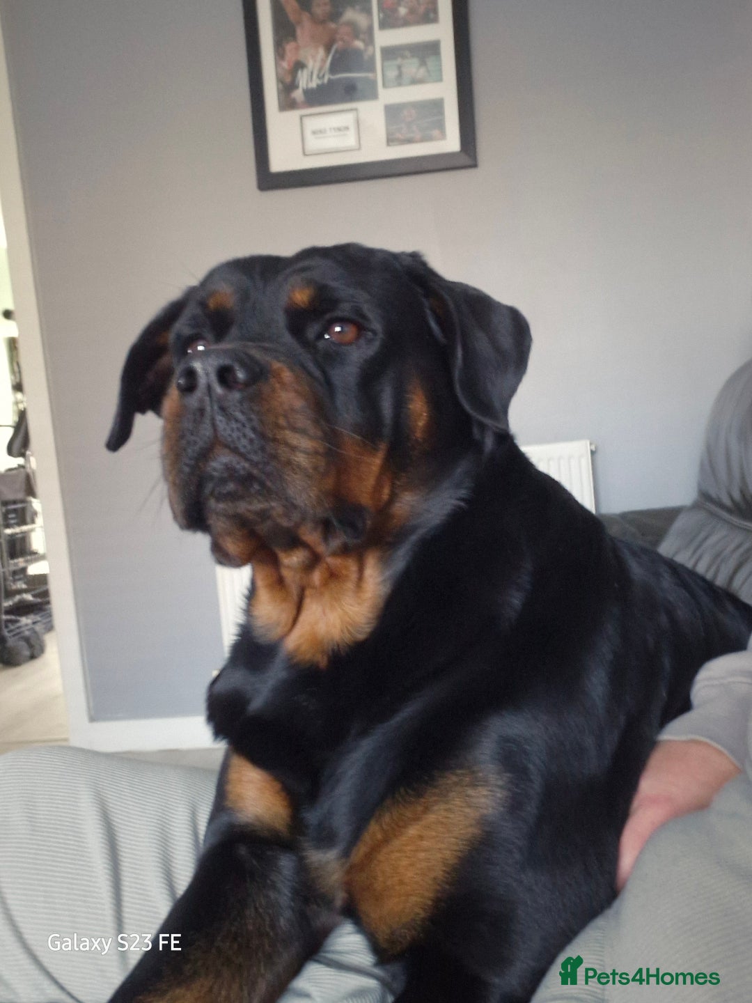 Rottweiler dogs for sale: (KC) REX & DELLAS FINAL LITTER OF QUALITY PUPS - Image 39