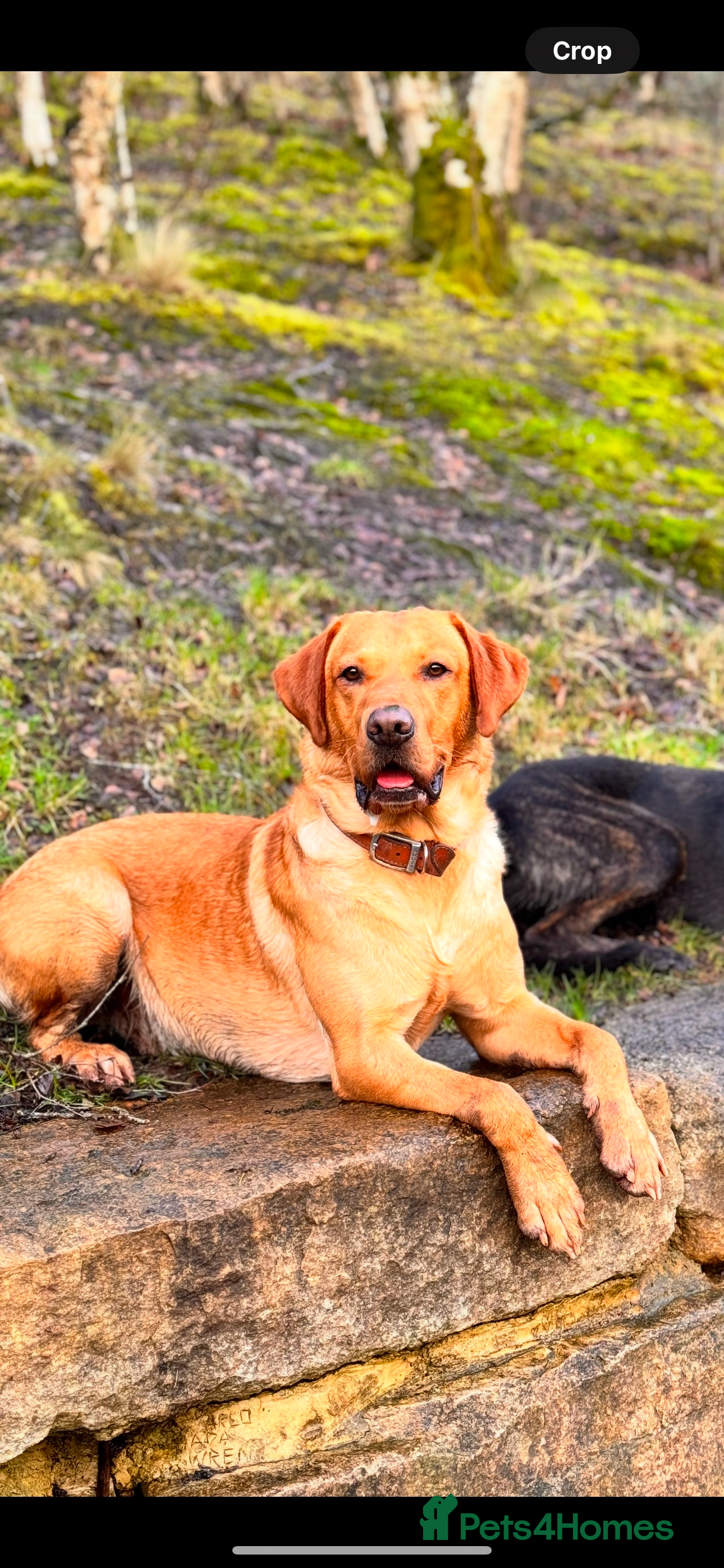 Labrador Retriever dogs Stunning Fox Red Labrador (Stud) PEDIGREE PROVEN - Advert 1