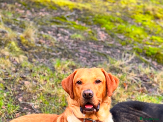 Labrador Retriever dogs Stunning Fox Red Labrador (Stud) PEDIGREE PROVEN - Advert 11