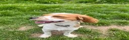 Cockalier dogs for sale: Thistle 🤍 - Advert 3