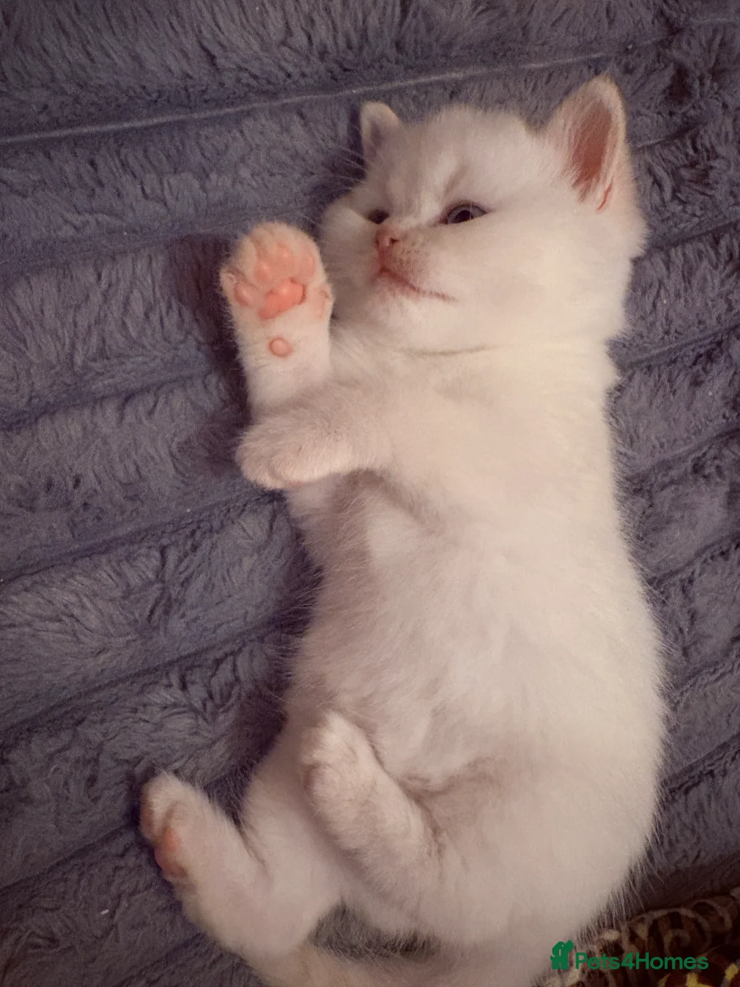 British Shorthair cats for sale: Stunning BSH Colourpoint Kitten GCCF Registered - Advert 27