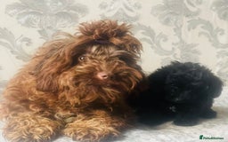 Cockapoo dogs for sale: Beautiful Black Cockapoo Puppies  - Image 10