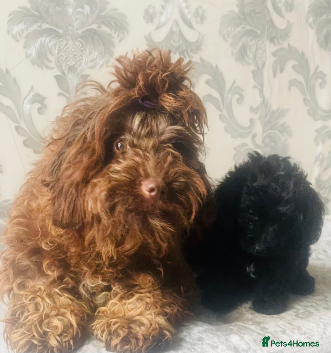 Cockapoo dogs for sale: Beautiful Black Cockapoo Puppies  - Image 10