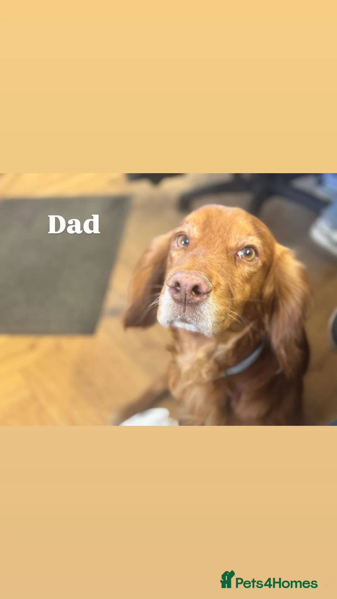 Cocker Spaniel dogs for sale: Cocker Spaniel Puppies.  - Advert 5