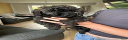 Miniature Poodle dogs for sale: 3 left! Pure Bred Miniature poodles - Advert 2