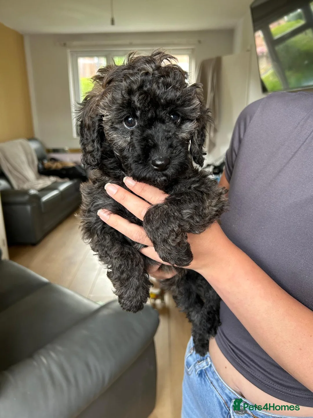 Miniature Poodle dogs for sale: 3 left! Pure Bred Miniature poodles - Advert 2