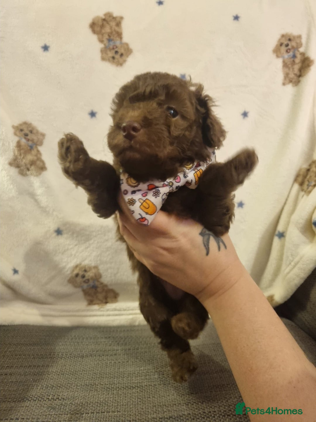 Cockapoo dogs for sale: Health tested F1b Toy / miniature cockapoo puppies - Advert 8