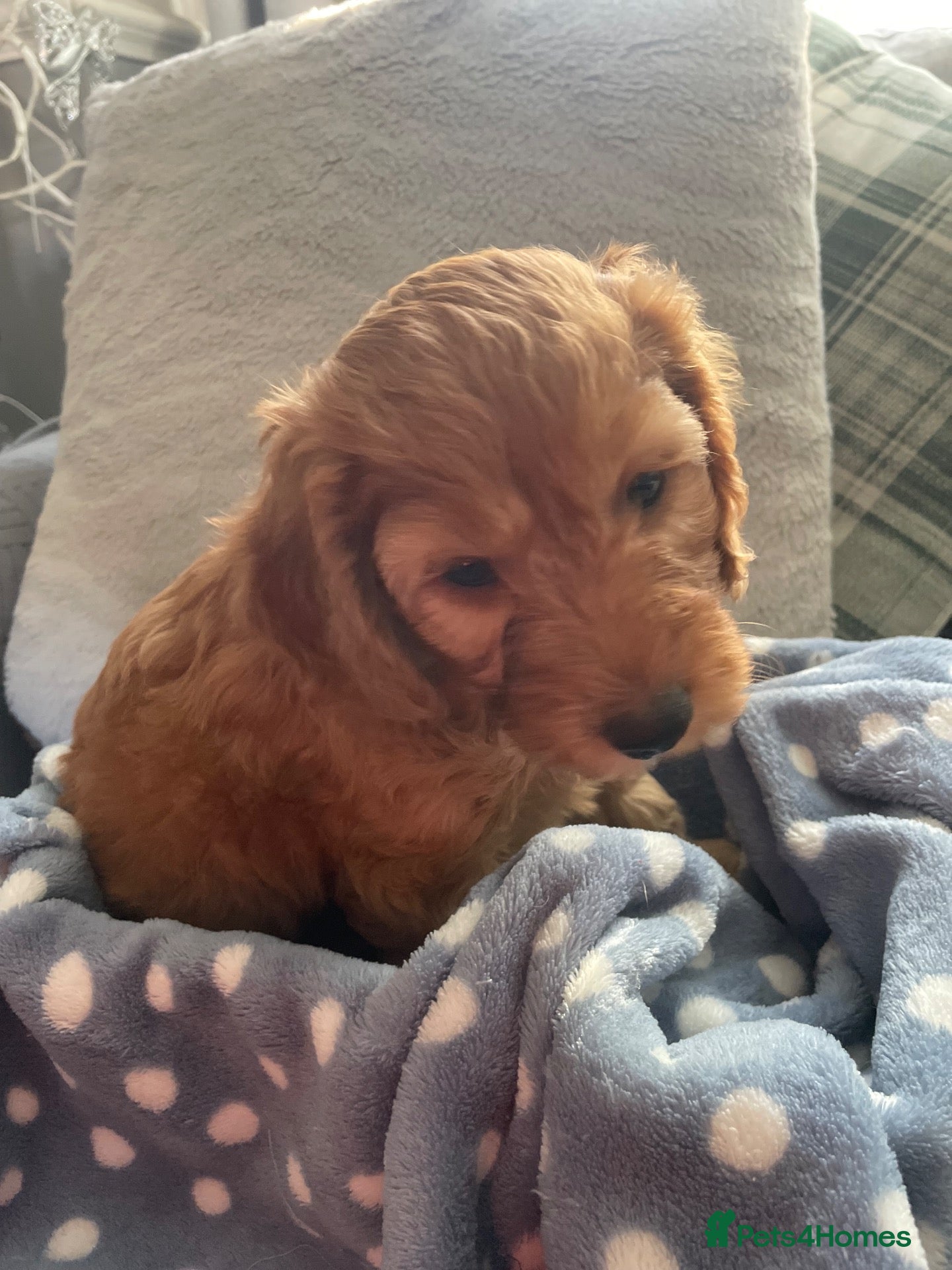 Cockapoo dogs Miniature F1 cockerpoo puppies - Advert 2