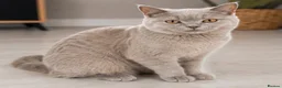 British Shorthair cats for sale: Beautiful Home-Raised British Shorthair Kittens in Rugby - Advert 1