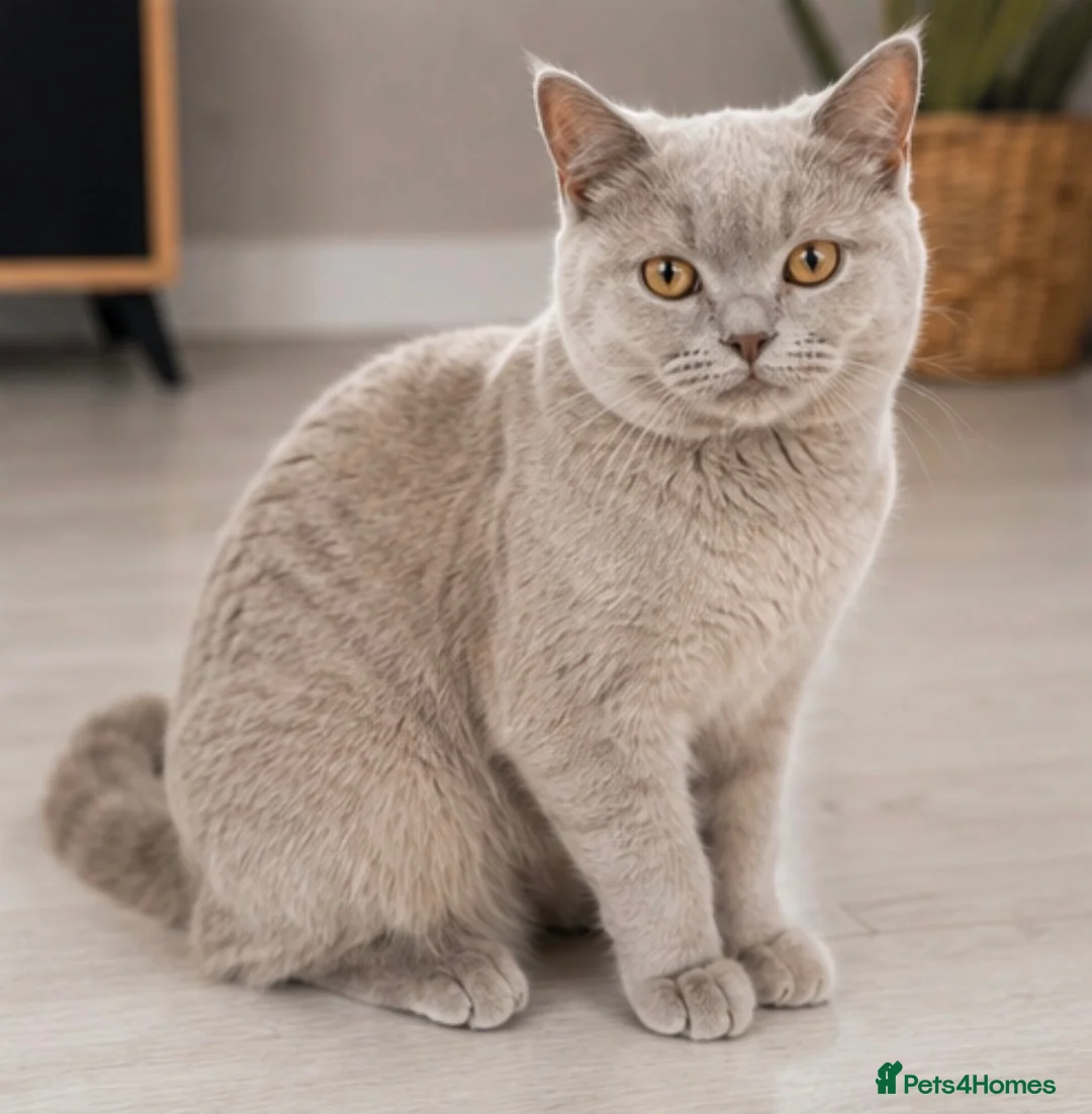 British Shorthair cats for sale: Beautiful Home-Raised British Shorthair Kittens in Rugby - Advert 1