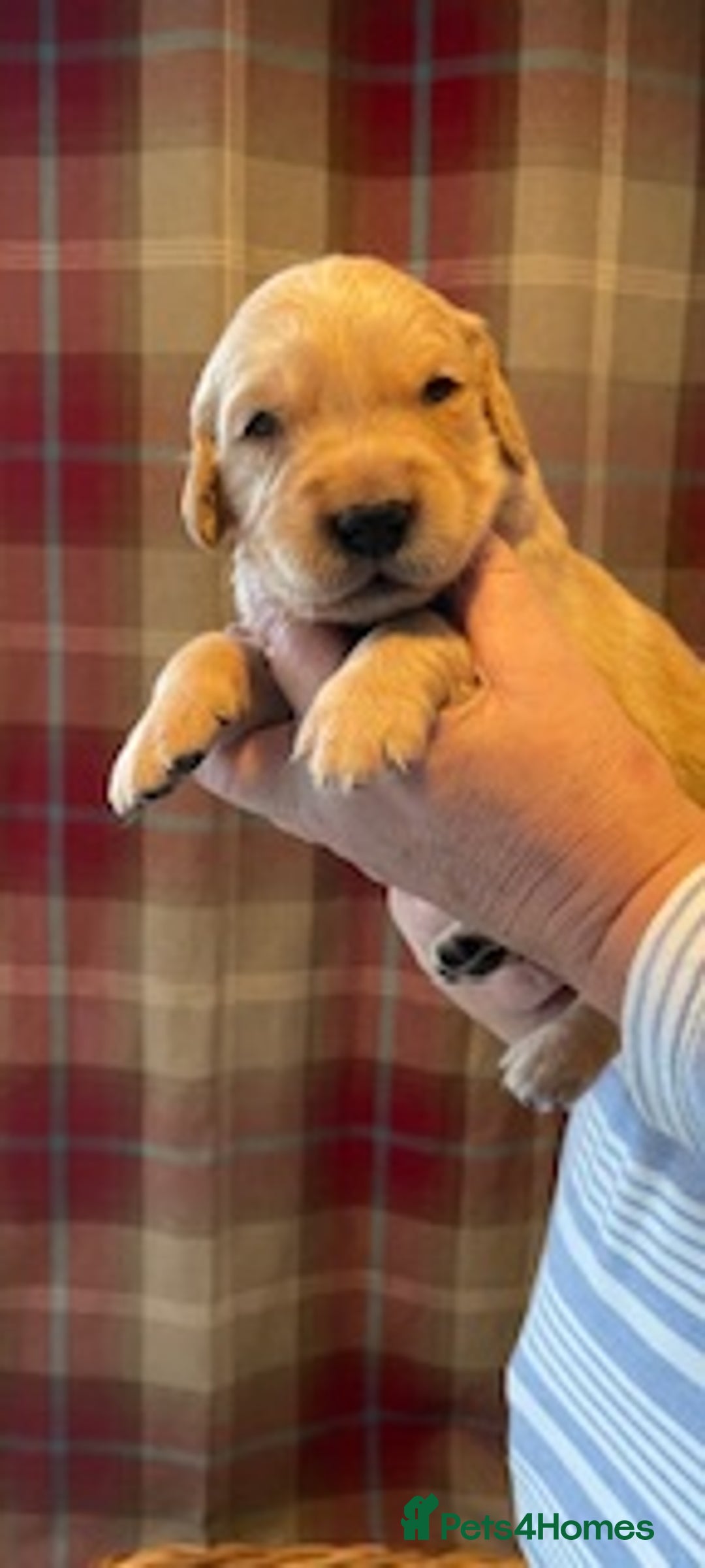 Golden Retriever dogs for sale: Beautiful Litter of Golden Retriever Puppies  - Advert 6