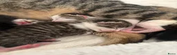 Mixed Breed cats for sale: Litter of 5 kittens  - Advert 11